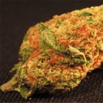 Master Yoda Strain Marijuana Plant