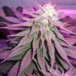 Medusa Marijuana Strain