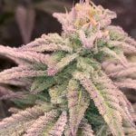 Miracle Whip Marijuana Strain