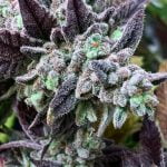 Miracle Whip Strain Marijuana Plant