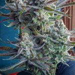 Nitro Cookies Marijuana Strain