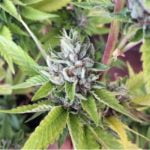 OG Cookies Marijuana Strain