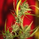 Orange Apricot Marijuana Strain