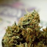 Orange Apricot Strain Marijuana Plant