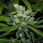 Orange Daiquiri Marijuana Strain