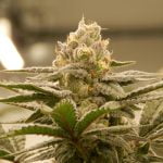 Papaya Cake Marijuana Strain