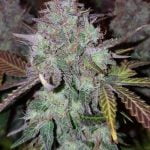 Peyote Cookies Strain Marijuana Plant