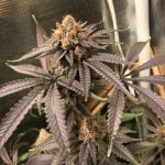 Platinum Bubba Kush Marijuana Strain
