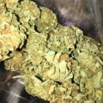 Platinum Bubba Kush Strain Marijuana Plant