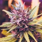 Plushberry Strain Marijuana Plant
