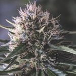 Presidential OG Marijuana Strain