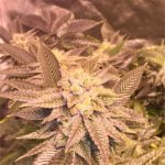 Presidential OG Strain Marijuana Plant