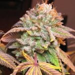 Pure Kush Marijuana Strain
