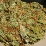 Pure Kush Strain Marijuana Plant