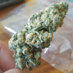 Remedy Bud