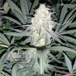 Remedy Marijuana Strain