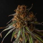 Remedy Strain Marijuana Plant