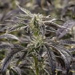 Rockstar Marijuana Strain