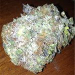 Rockstar Strain Marijuana Plant