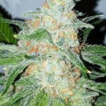 Royal Kush Marijuana Strain