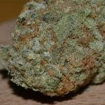 Royal Kush Strain Marijuana Plant