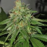 SAGE Marijuana Strain