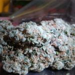 Shipwreck Strain Marijuana Plant