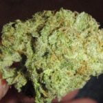 Snow White Bud