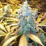 Snow White Marijuana Strain