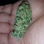SnowLAnd Bud