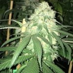 SnowLAnd Marijuana Strain