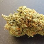 SnowLAnd Strain Marijuana Plant