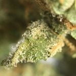 Space Bomb Strain Marijuana Plant