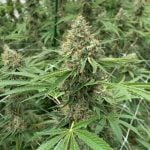 Spec Ops Marijuana Strain