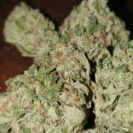 Spec Ops Strain Marijuana Plant