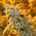 Strawberry Glue Strain Marijuana Plant