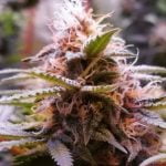 Strawberry Guava Strain Marijuana Plant