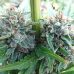 Strawberry OG Strain Marijuana Plant