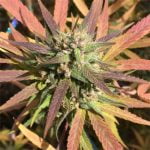 Sugar Cookie Marijuana Strain