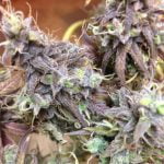 Sugar Cookie Strain Marijuana Plant