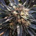 Sunset Marijuana Strain