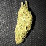 Sunshine Daydream Bud