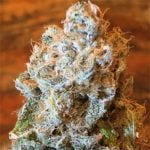 Sunshine Daydream Strain Marijuana Plant