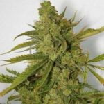 Super Jack Marijuana Strain