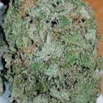 Super Jack Strain Marijuana Plant