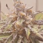 Tiger's Milk Marijuana Strain