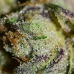 Tiger's Milk Strain Marijuana Plant