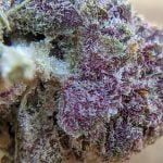 Tropic Truffle Strain Marijuana Plant