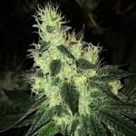 Tropsanto Marijuana Strain