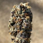 Tropsanto Strain Marijuana Plant